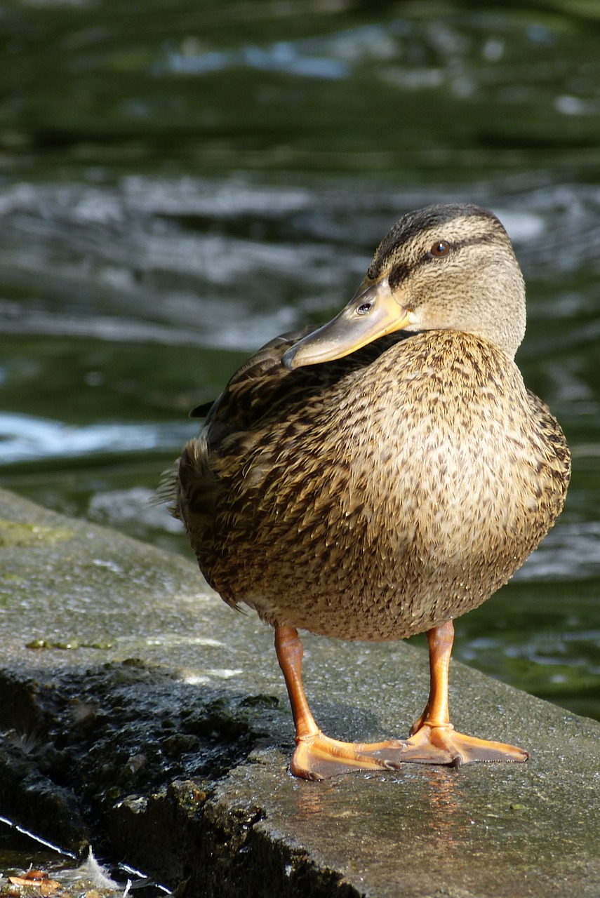 duck bird mallard duck free photo