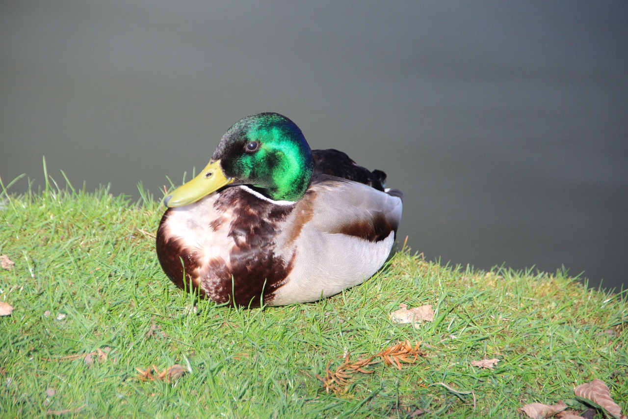 duck animal water free photo