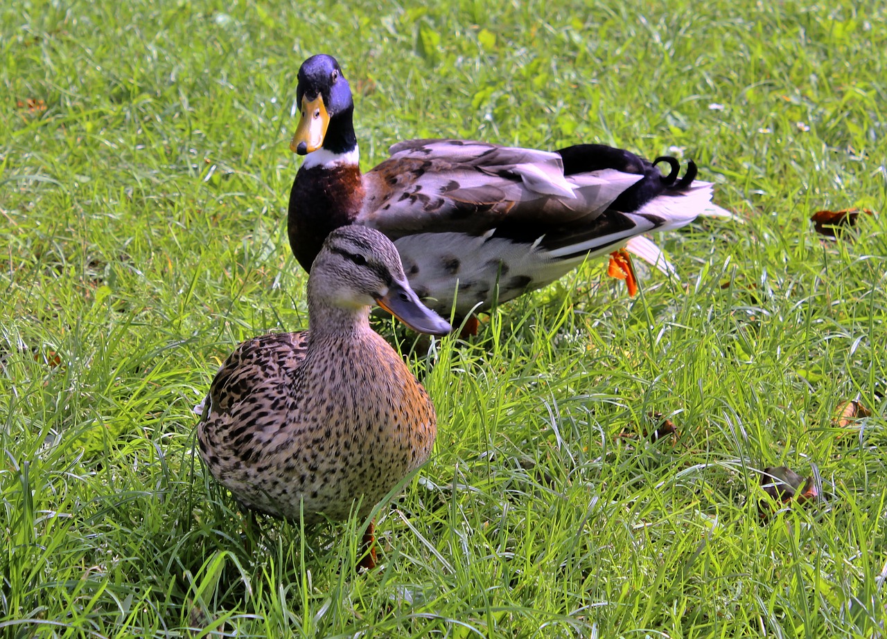 duck animal couple free photo