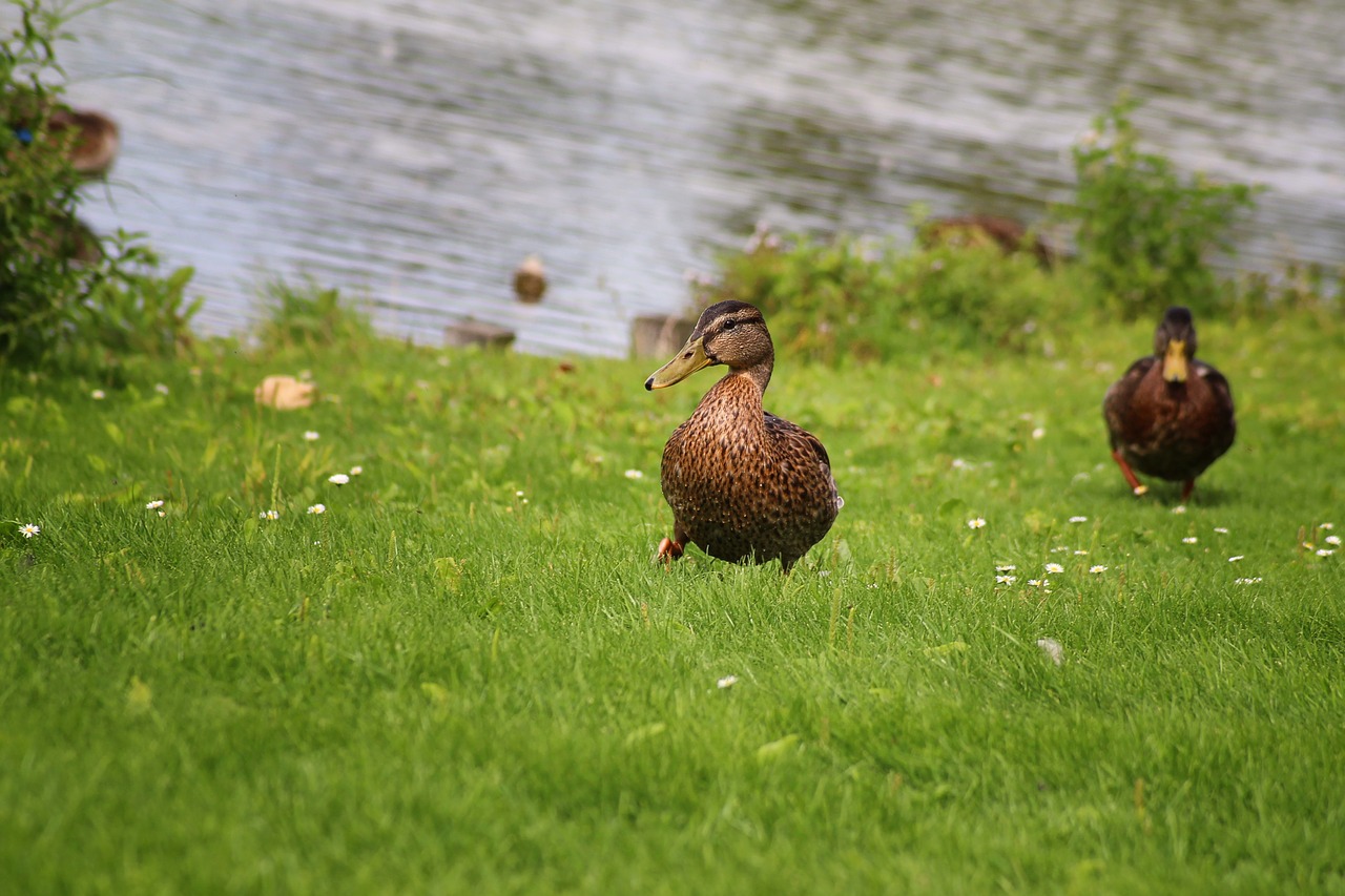 duck mallard meadow free photo