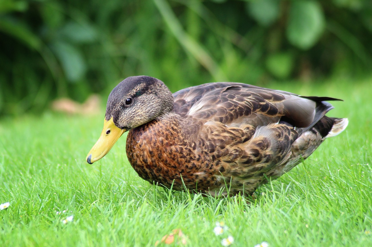 duck mallard meadow free photo