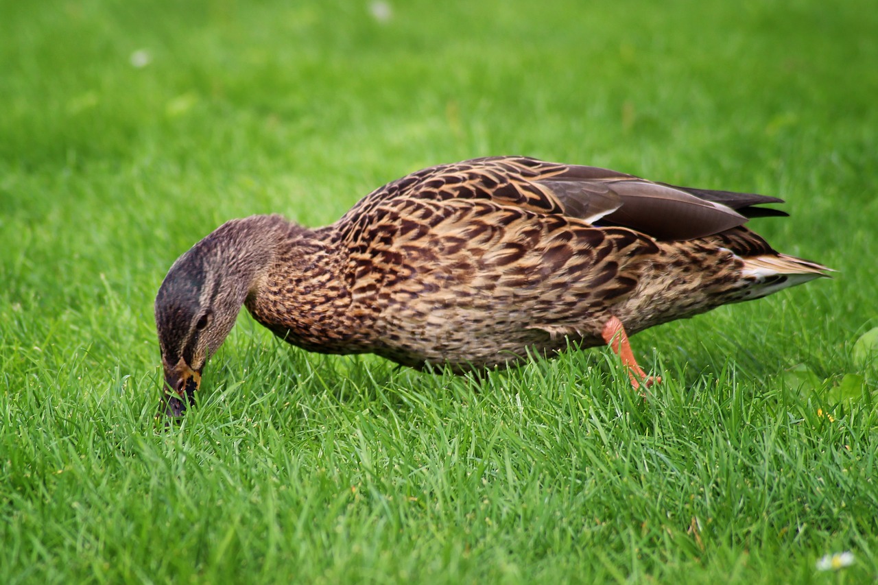 duck mallard meadow free photo