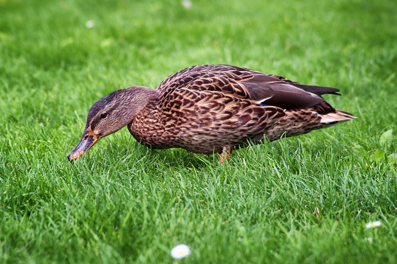 duck mallard meadow free photo