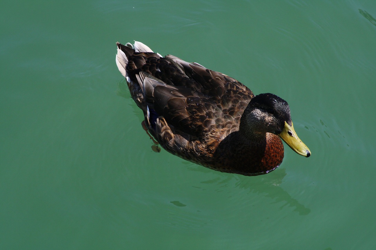 duck bird water bird free photo