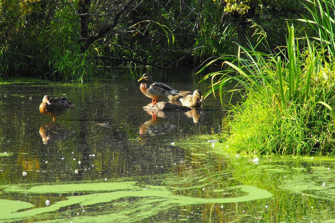 duck nature lake free photo