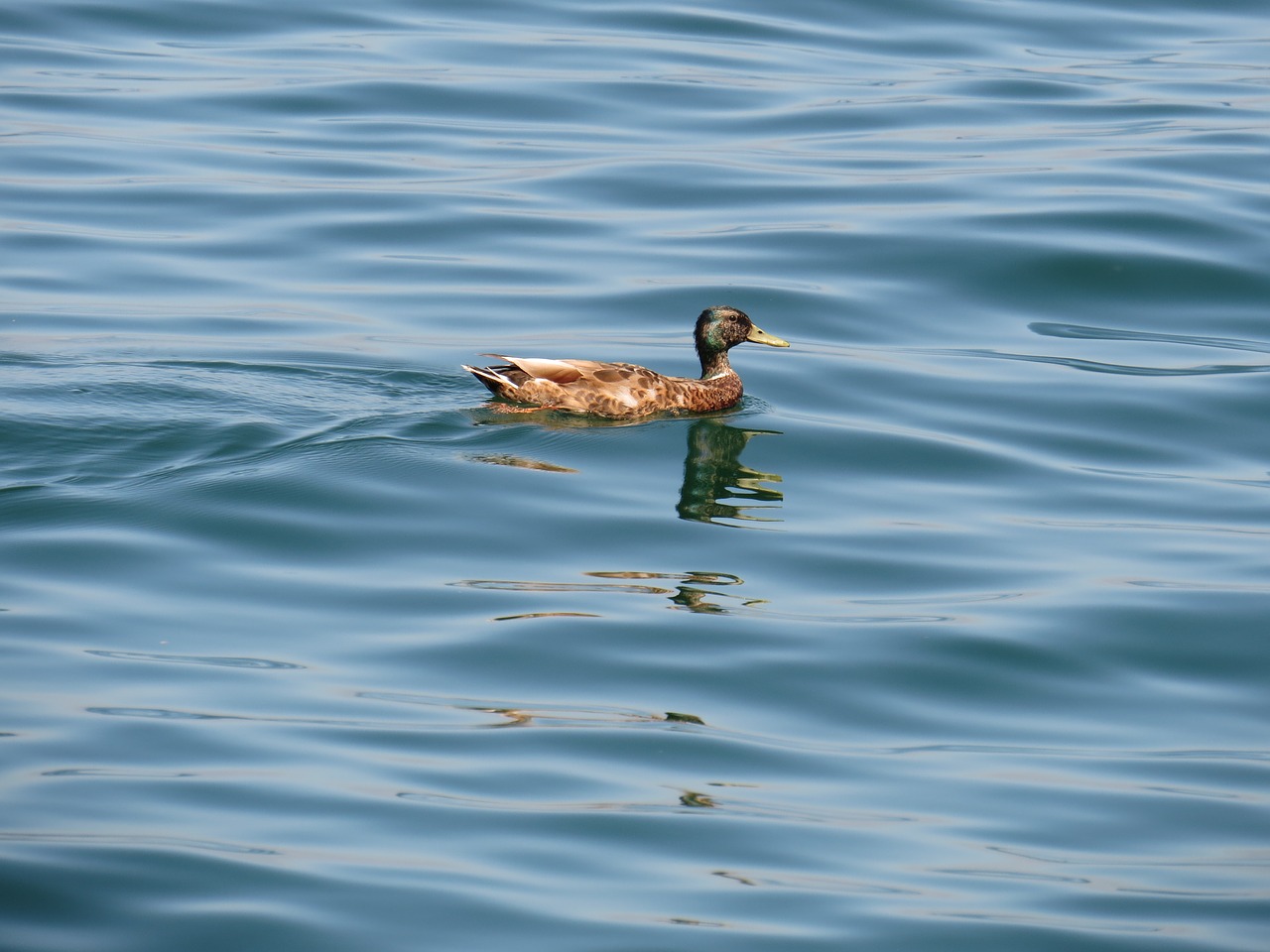 duck water lake constance free photo