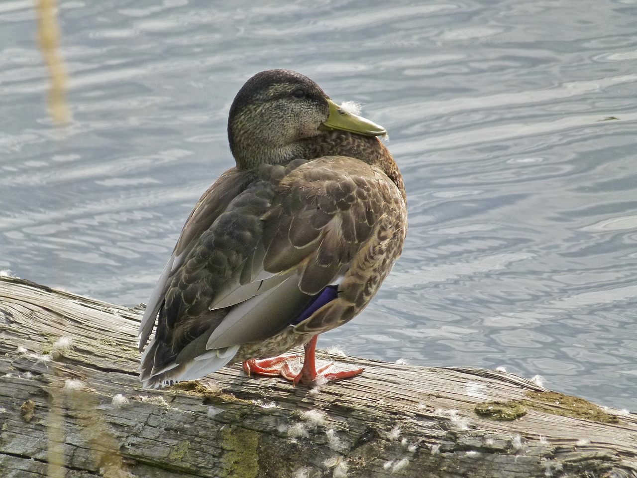 duck water bird feathered free photo