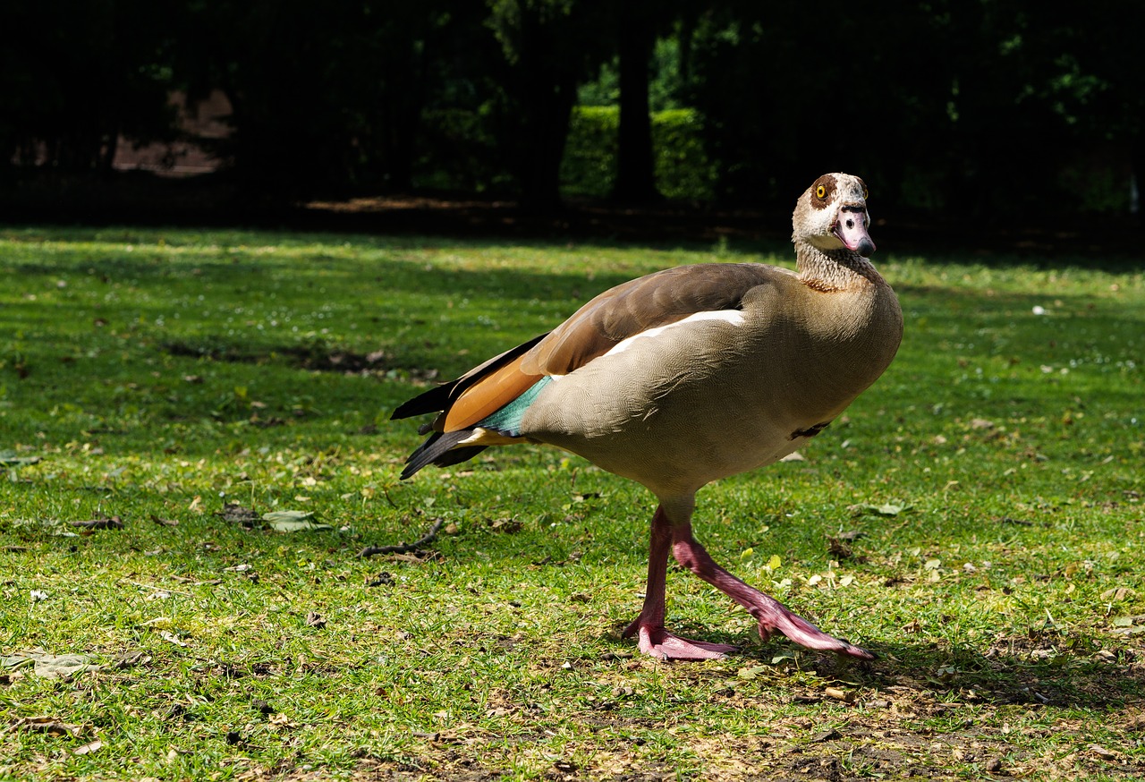 duck nature park free photo