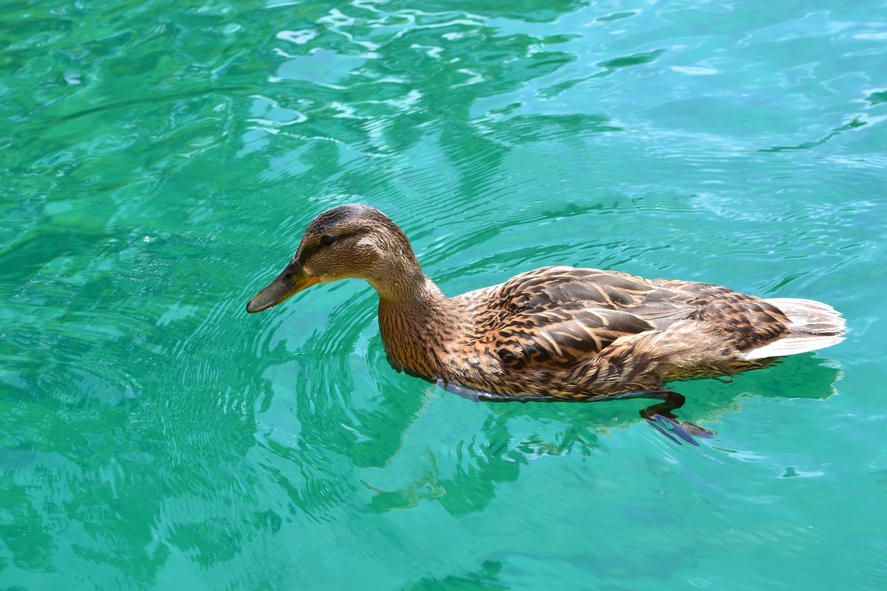 duck duck bird duck swimming free photo