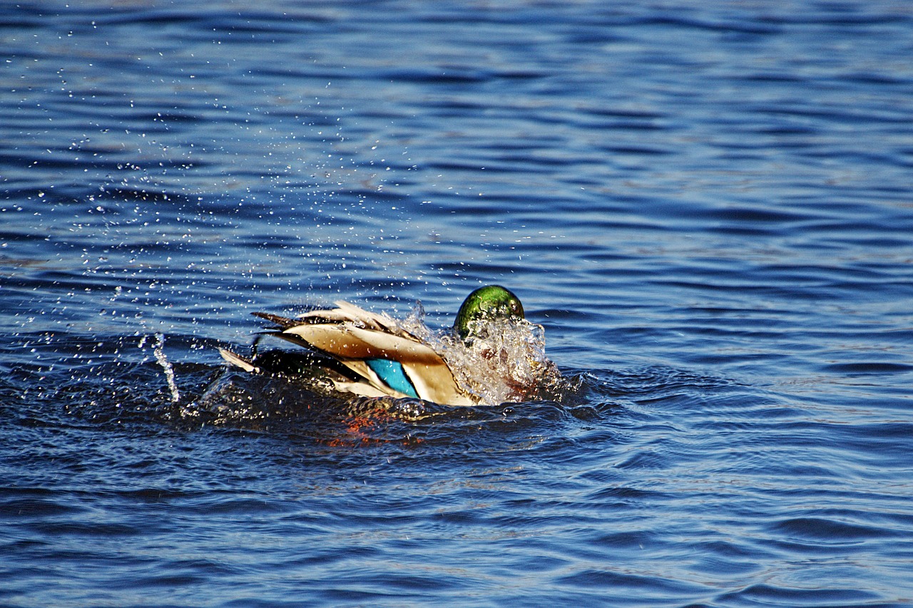 duck mallard drake free photo