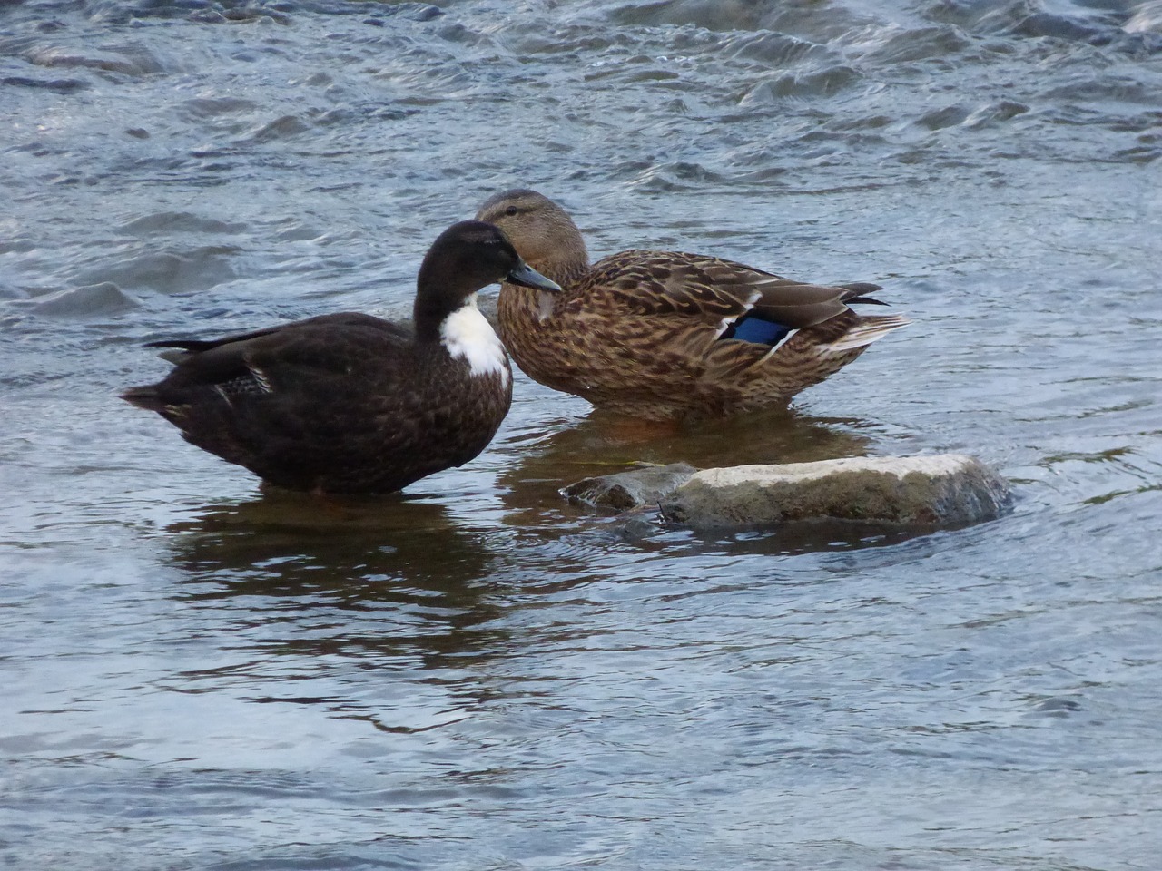 duck ducks bird free photo