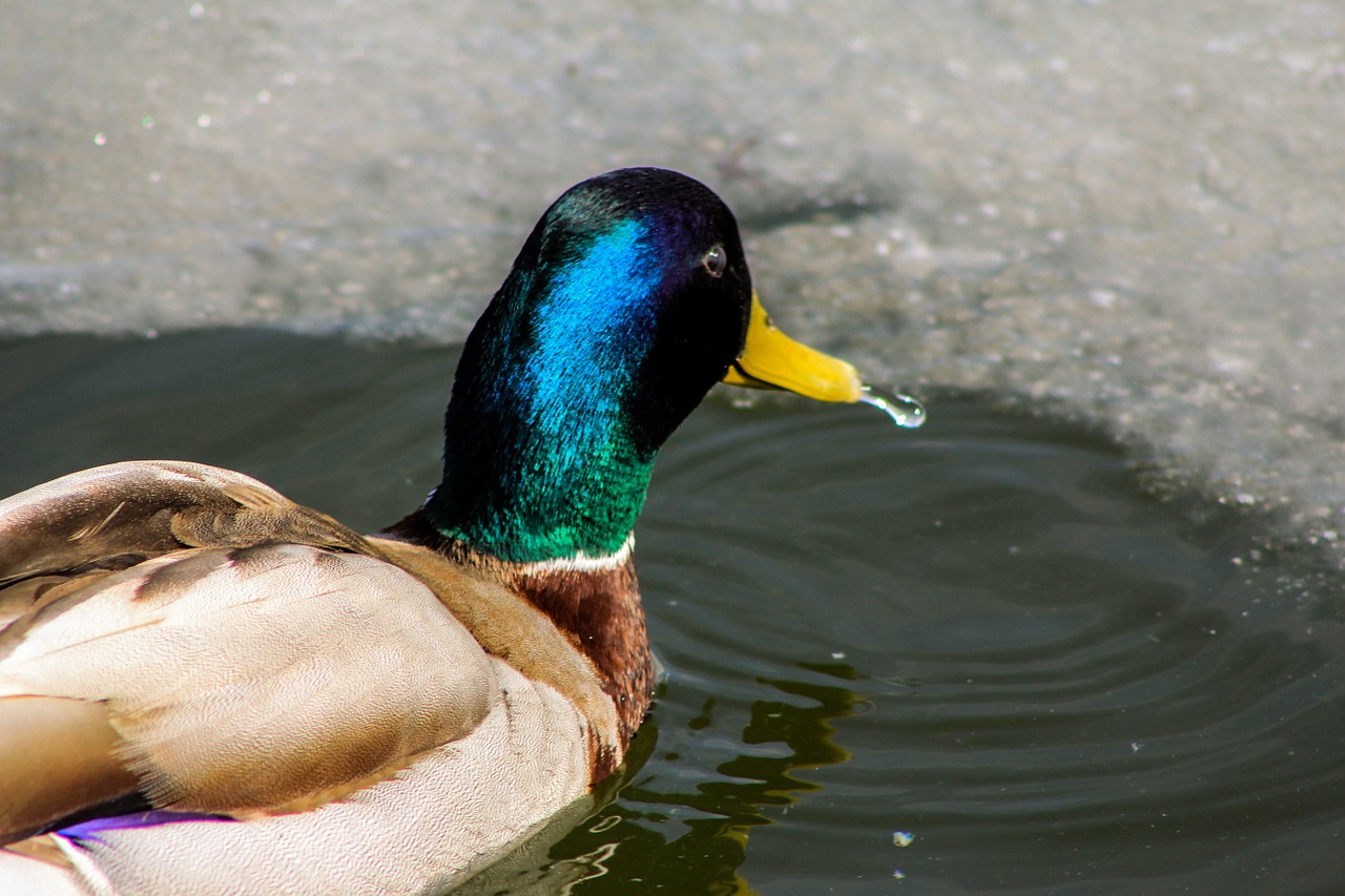 duck animals water free photo