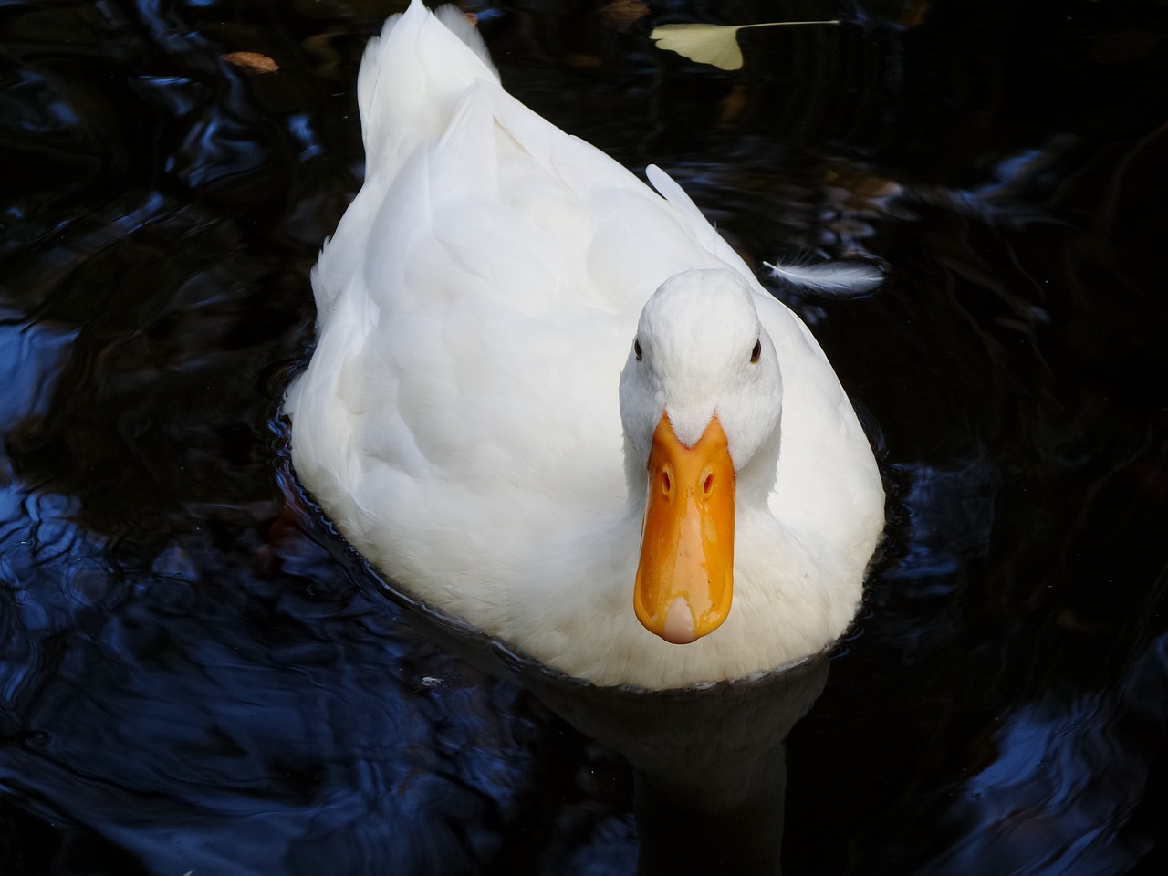 duck white water free photo