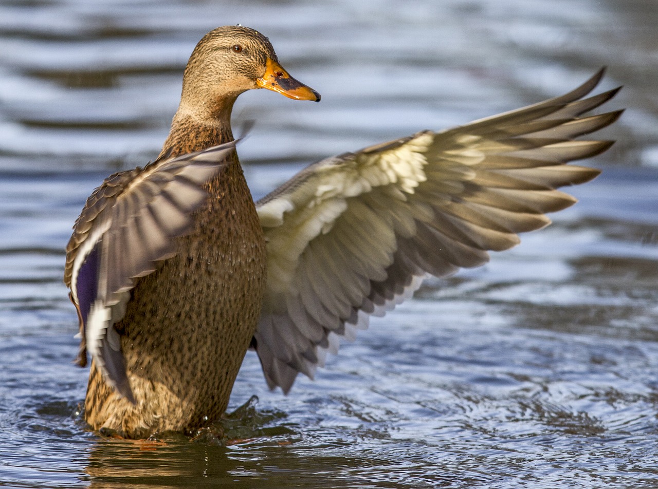 duck bird water bird free photo