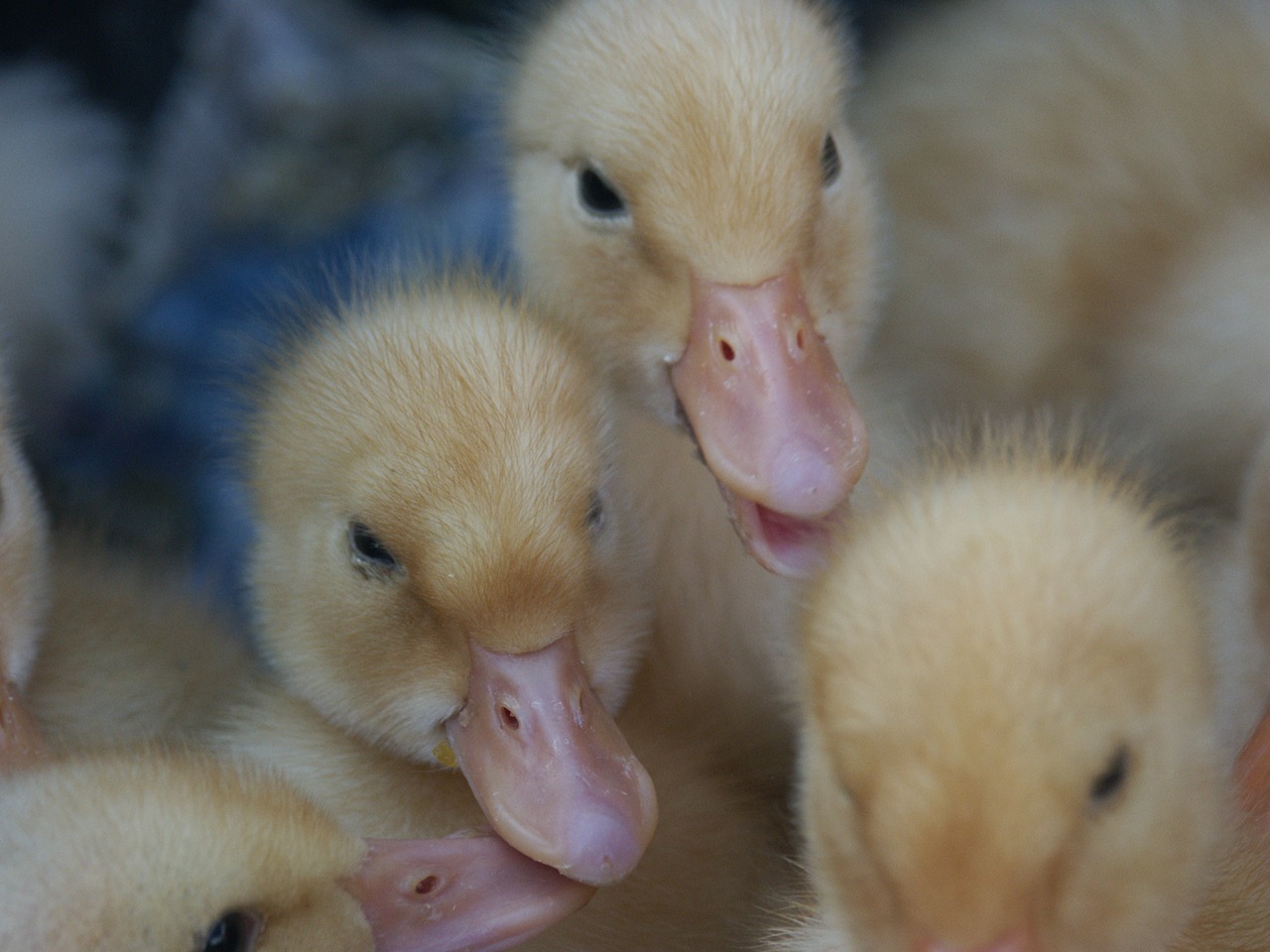 duck ducklings childhood free photo