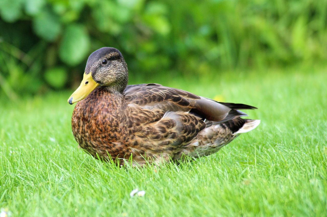 duck mallard plumage free photo