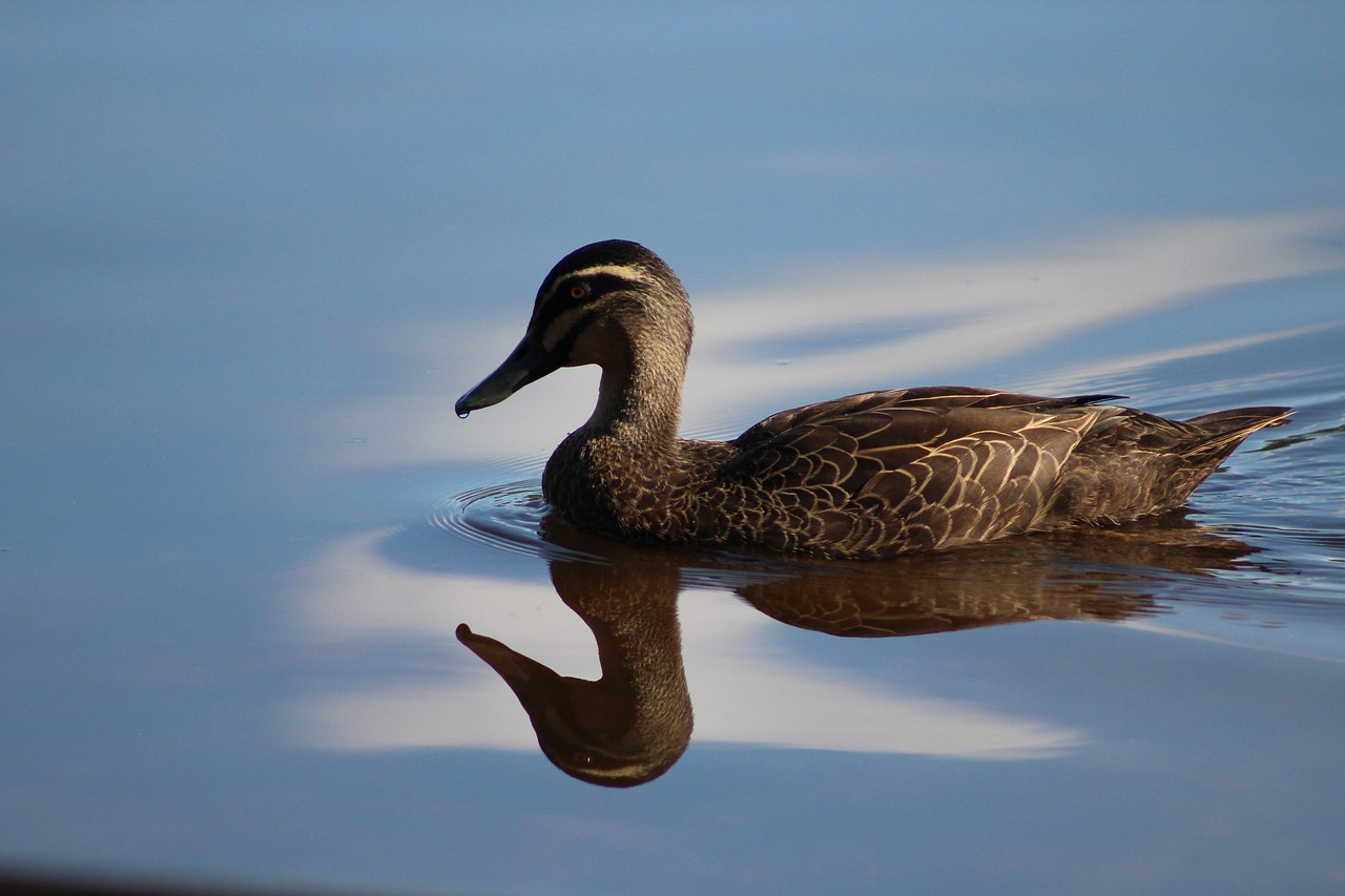 duck water reflection free photo
