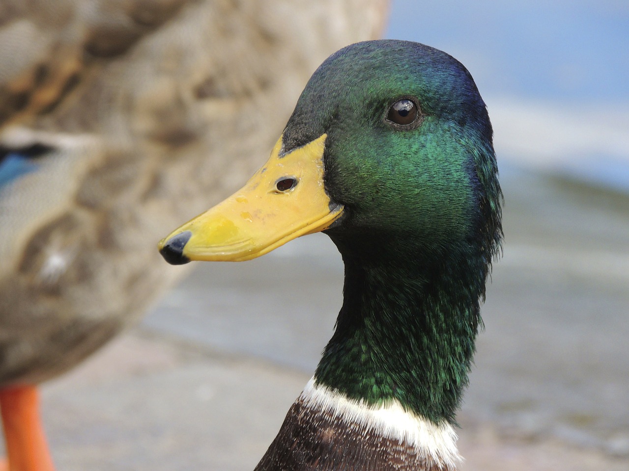 duck bill portrait free photo