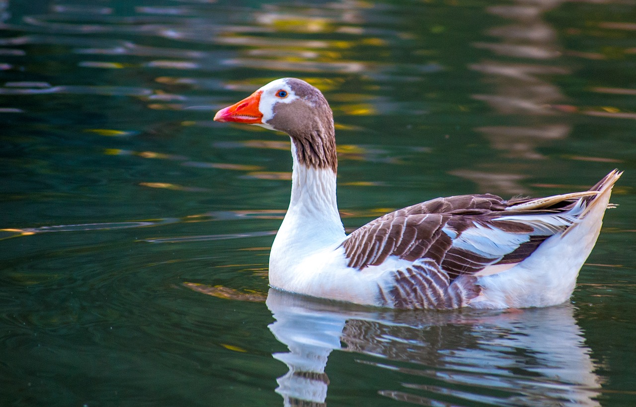 duck nature waterfowl free photo