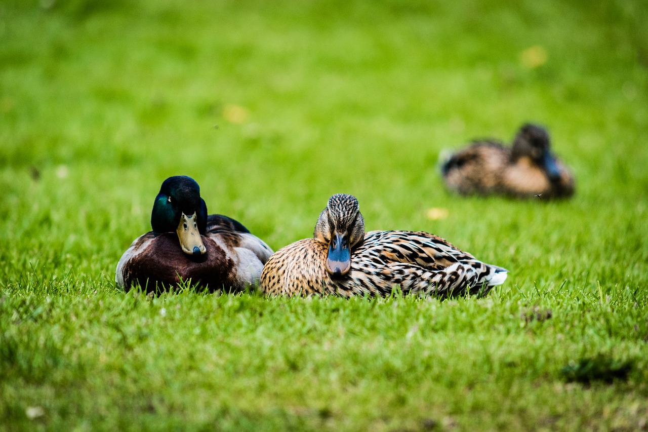 duck grass nature free photo