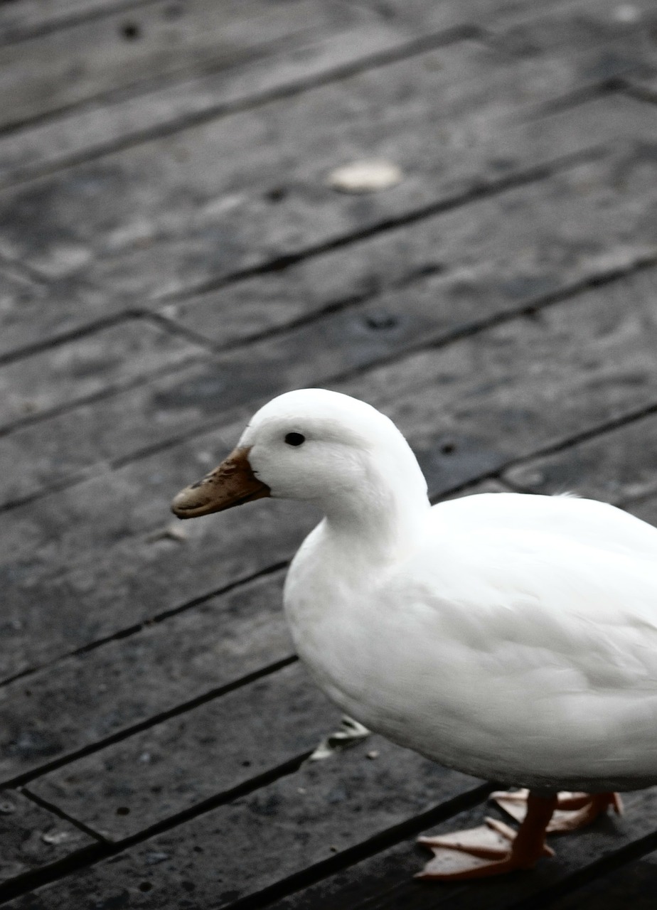 duck bird animal free photo