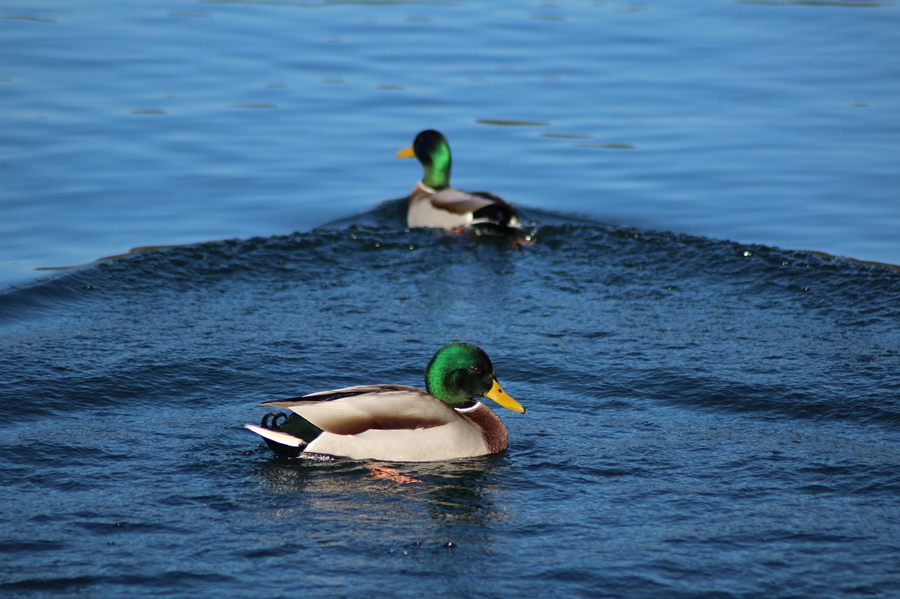 duck wild bird free photo