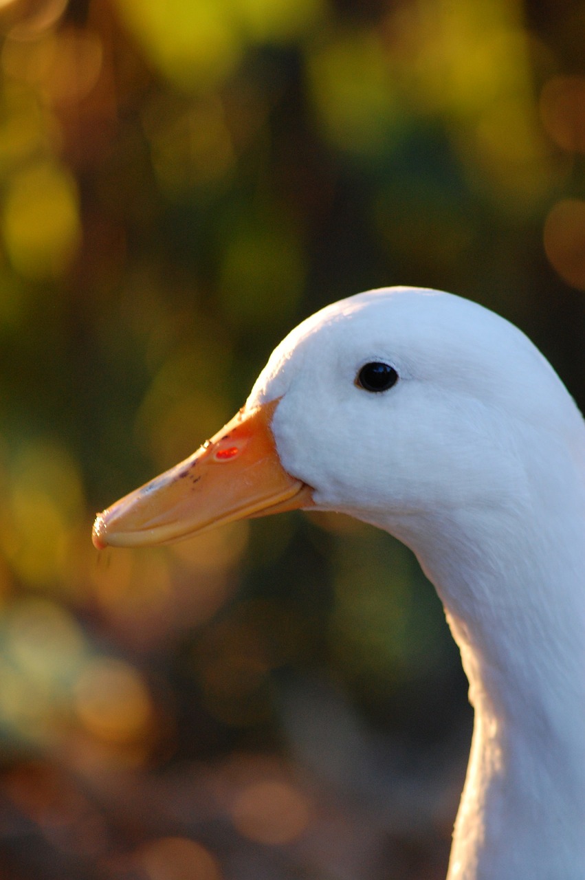 duck bird animal free photo