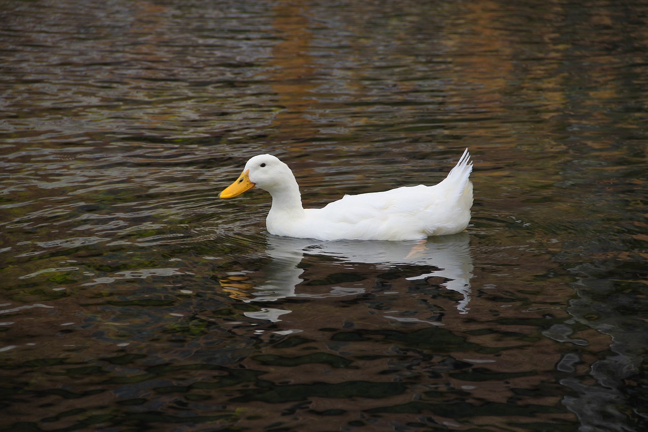 duck water nature free photo