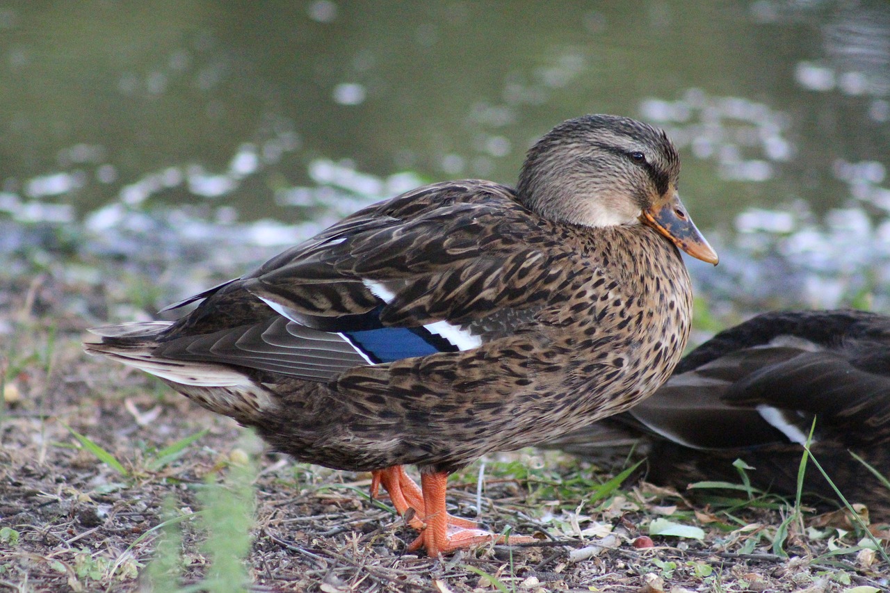 duck animal water free photo