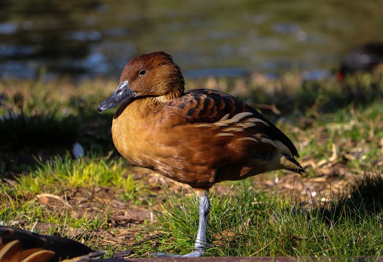 duck colors water free photo