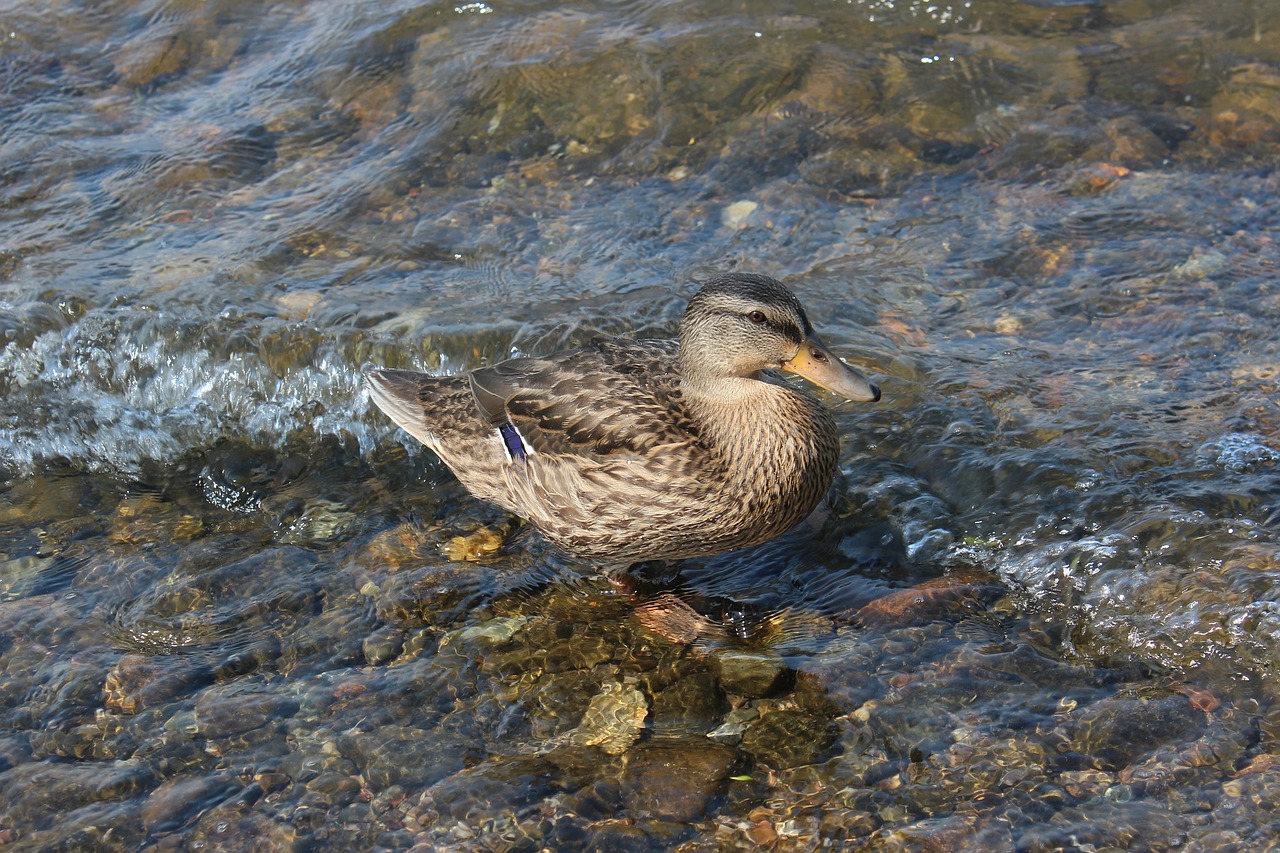 duck water bird free photo