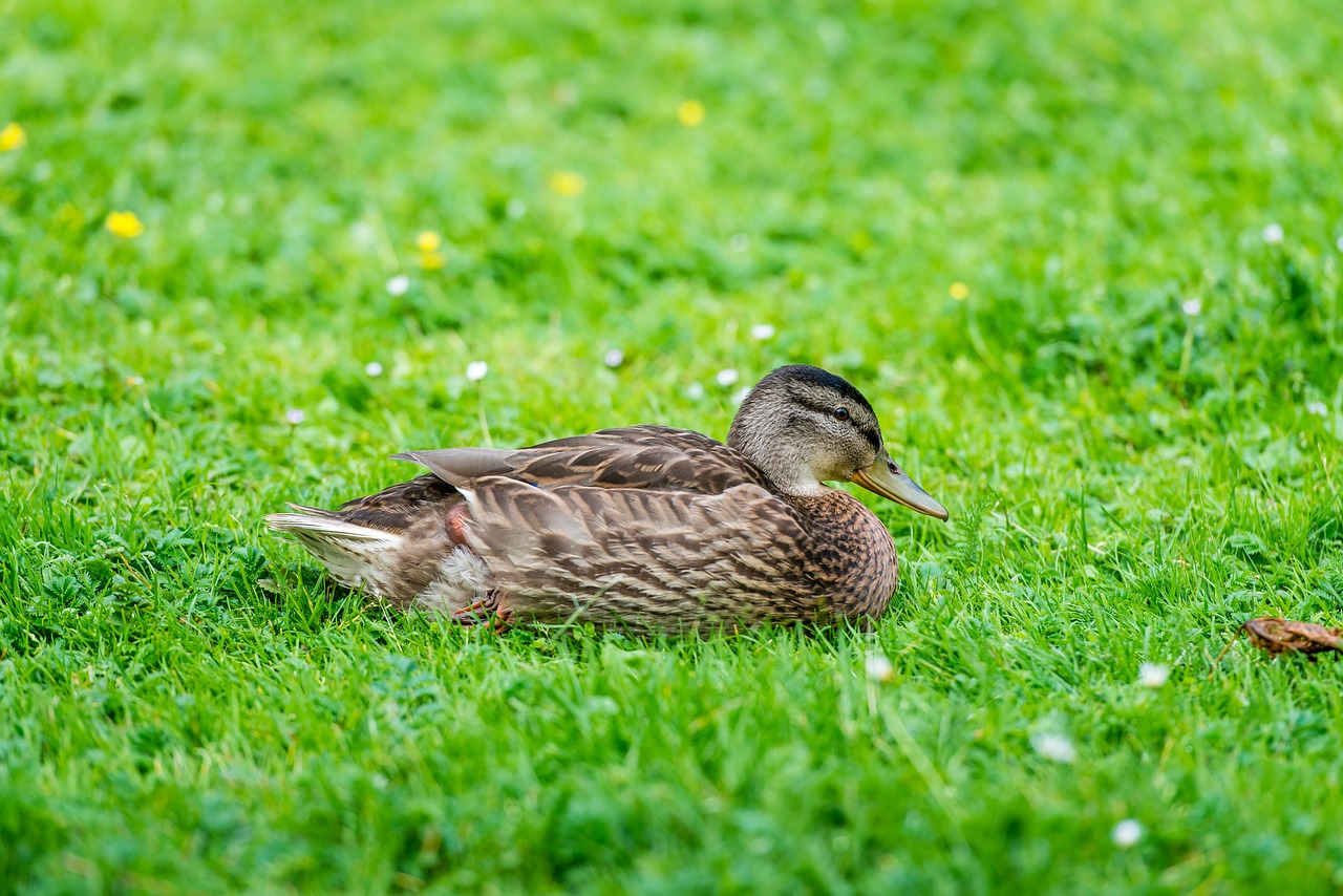 duck lawn green free photo