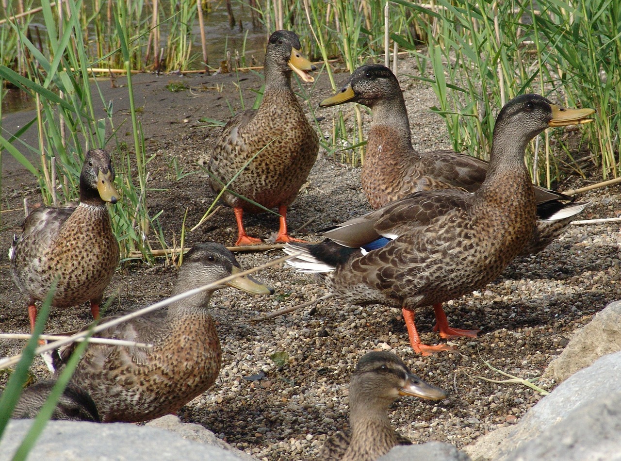 duck animal water free photo