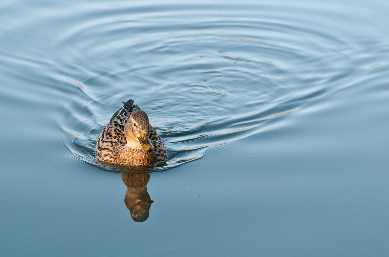 duck water reflection free photo