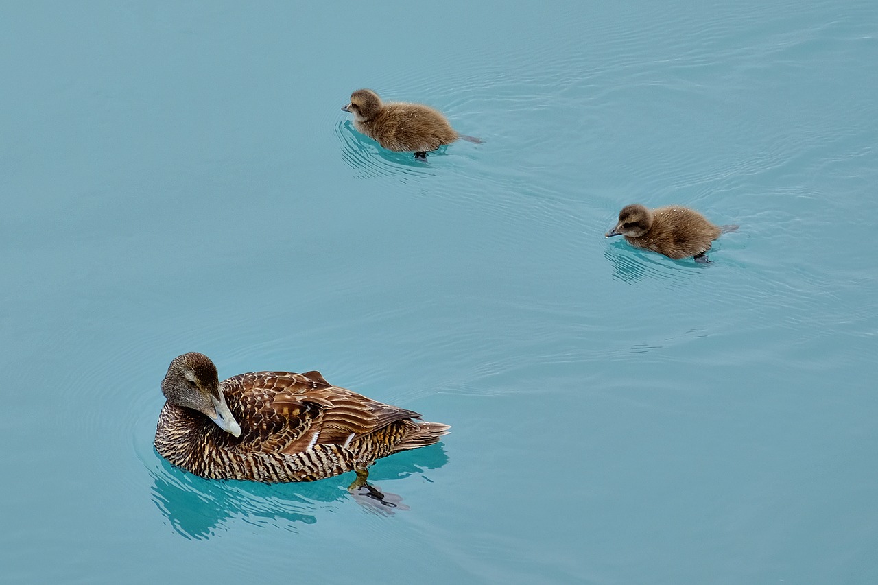 duck chicks small free photo