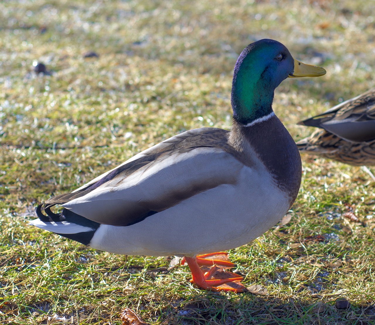 duck nature natural free photo