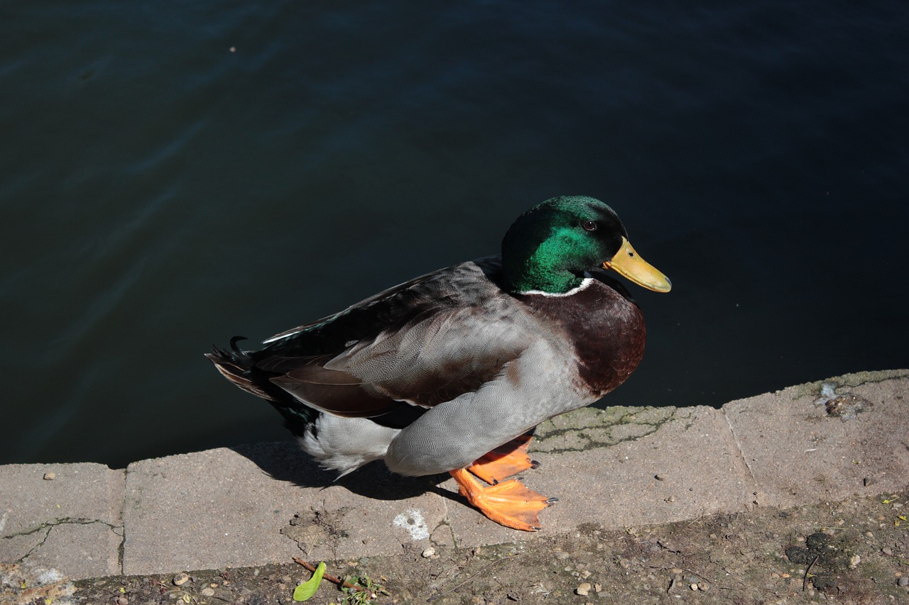 duck male wild free photo