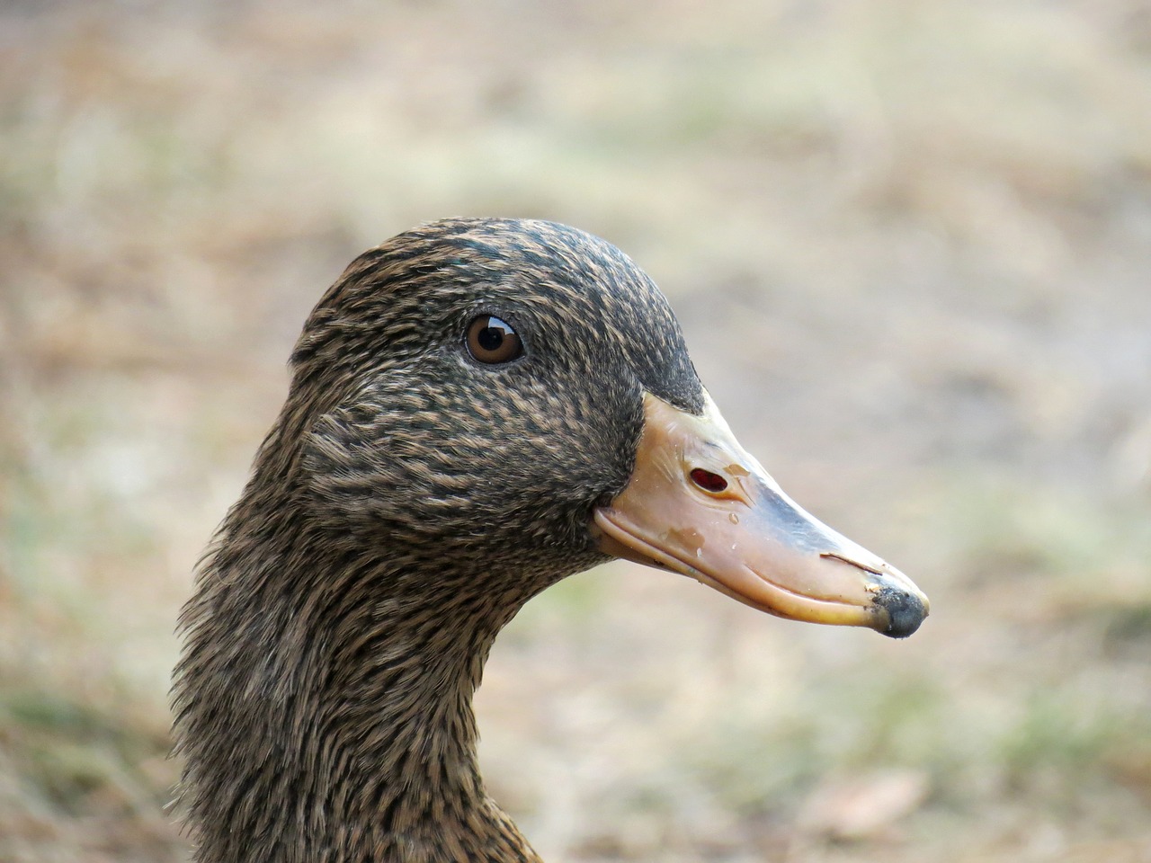 duck female mallard free photo