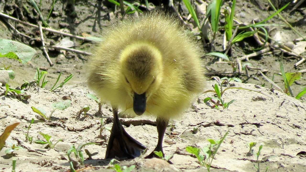 duck baby duckling free photo