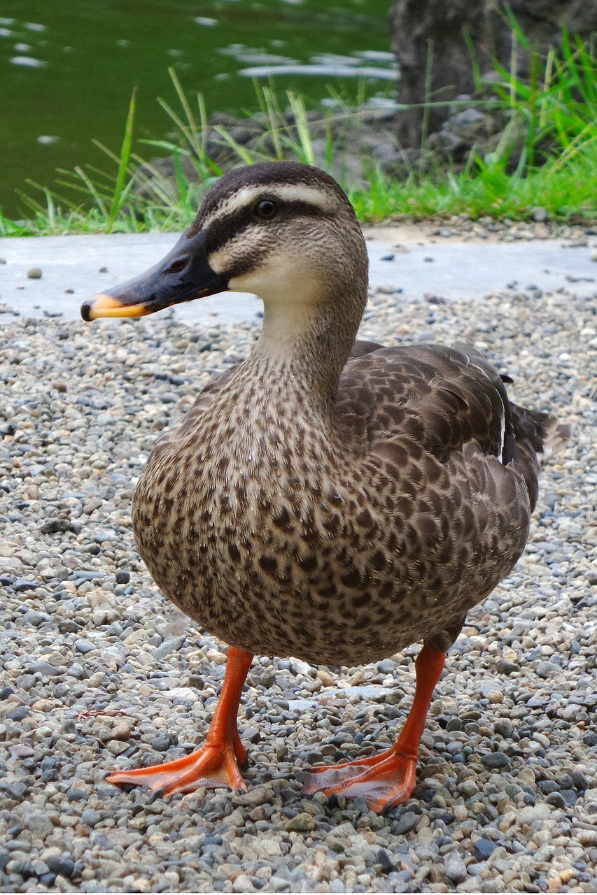 duck mallard bird free photo