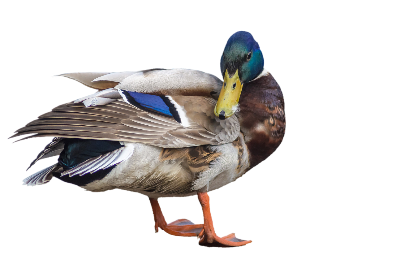 duck mallard drake free photo