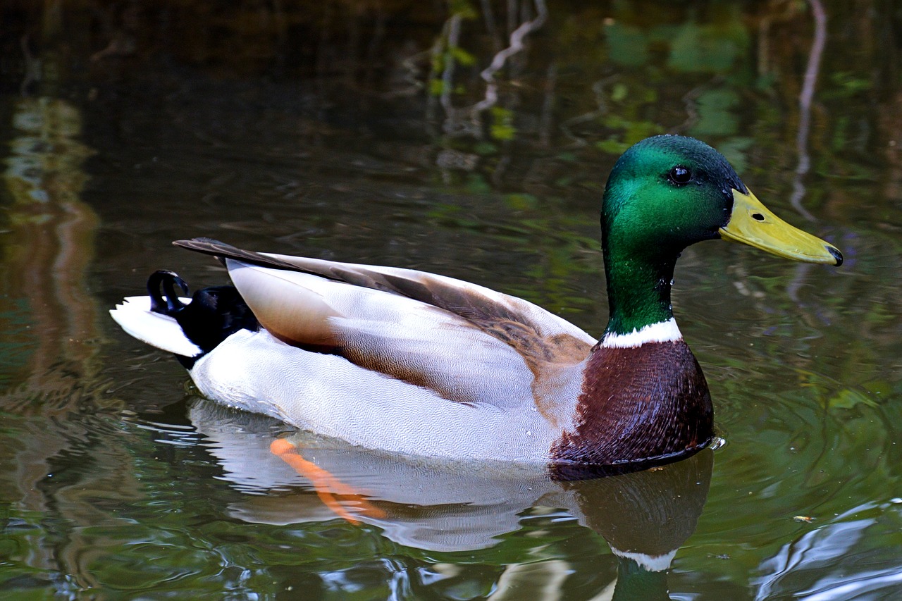 duck mallard drake free photo