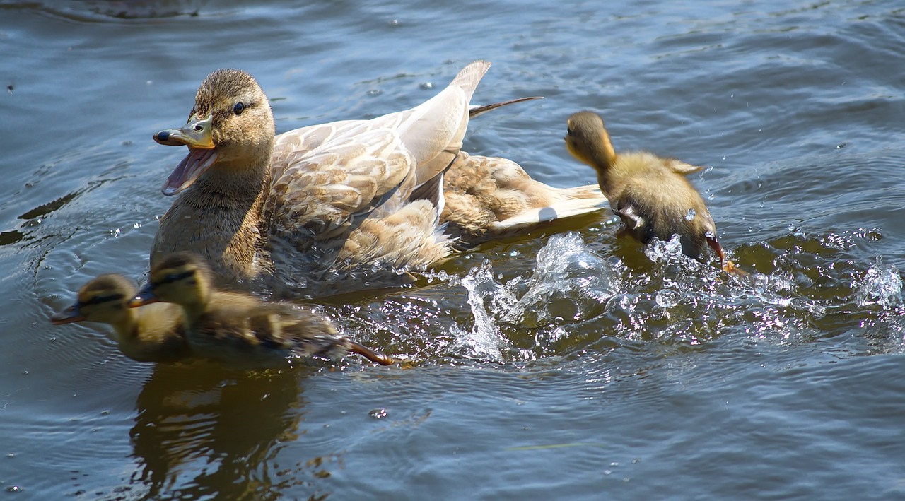 duck mallard boy free photo