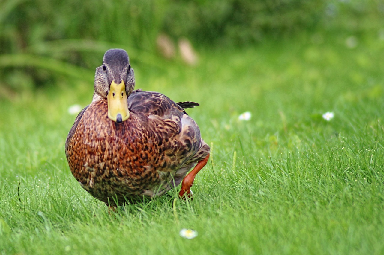 duck mallard meadow free photo