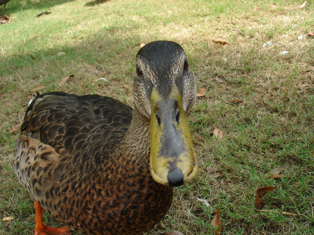 duck animal nature free photo