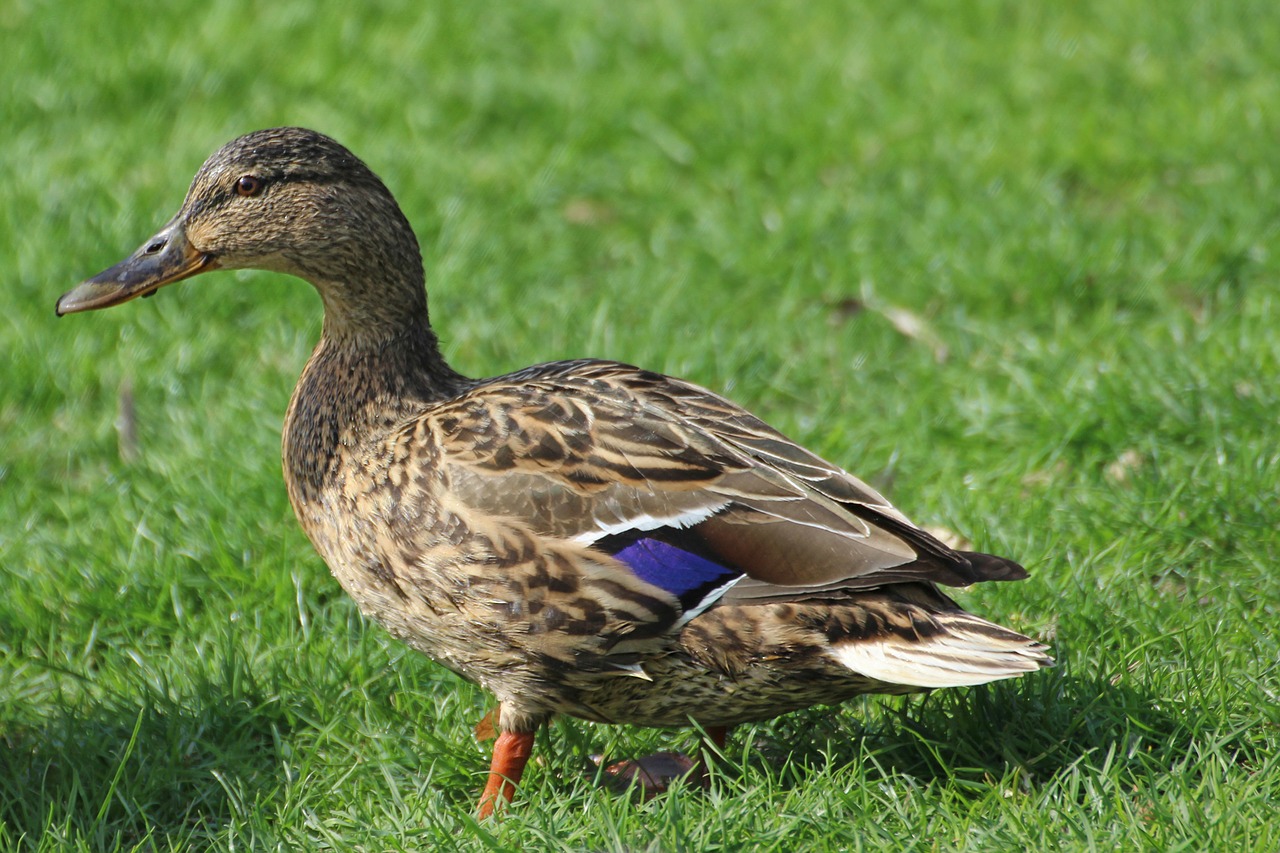 duck mallard female free photo