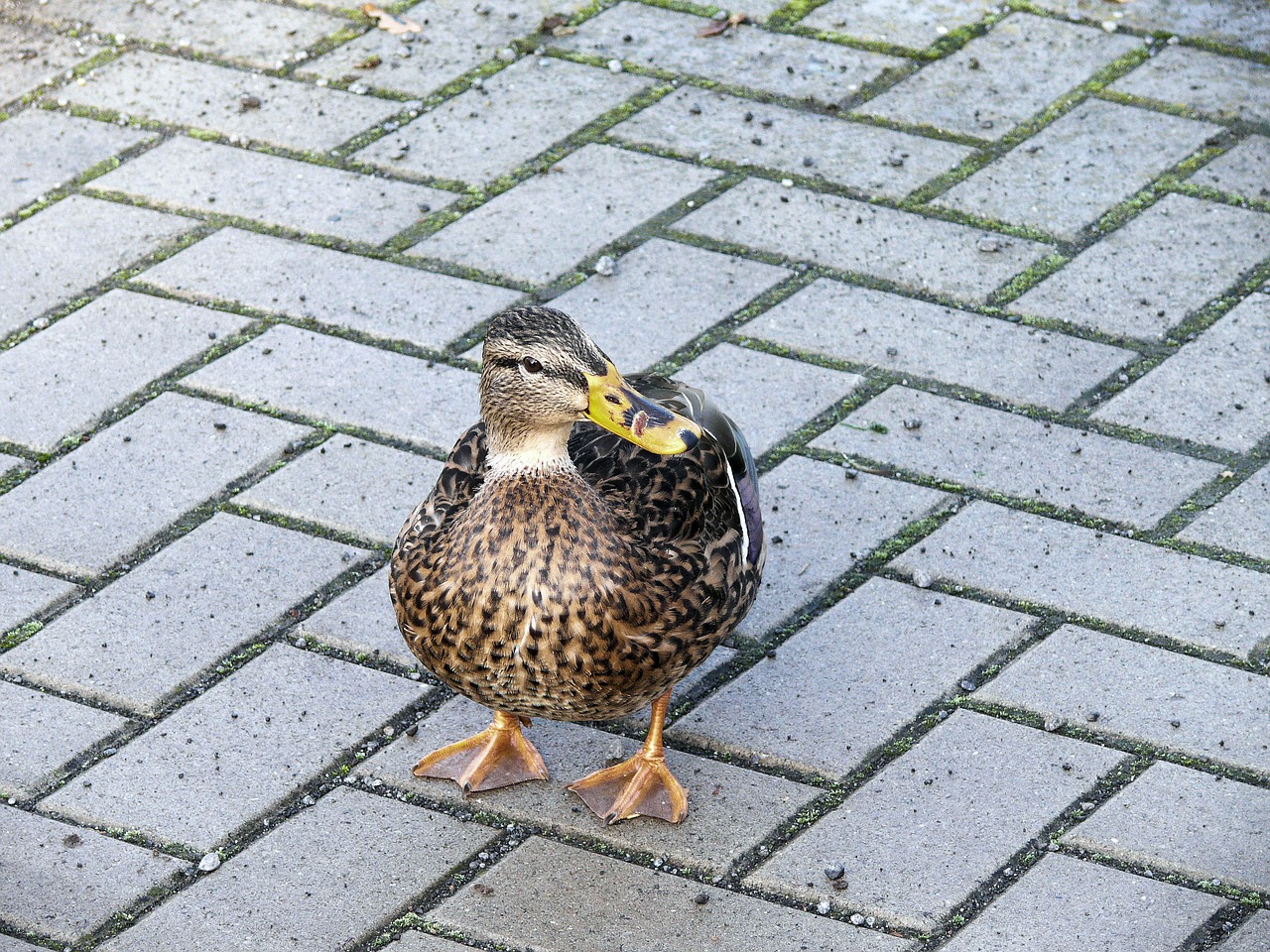 duck animal wild bird free photo