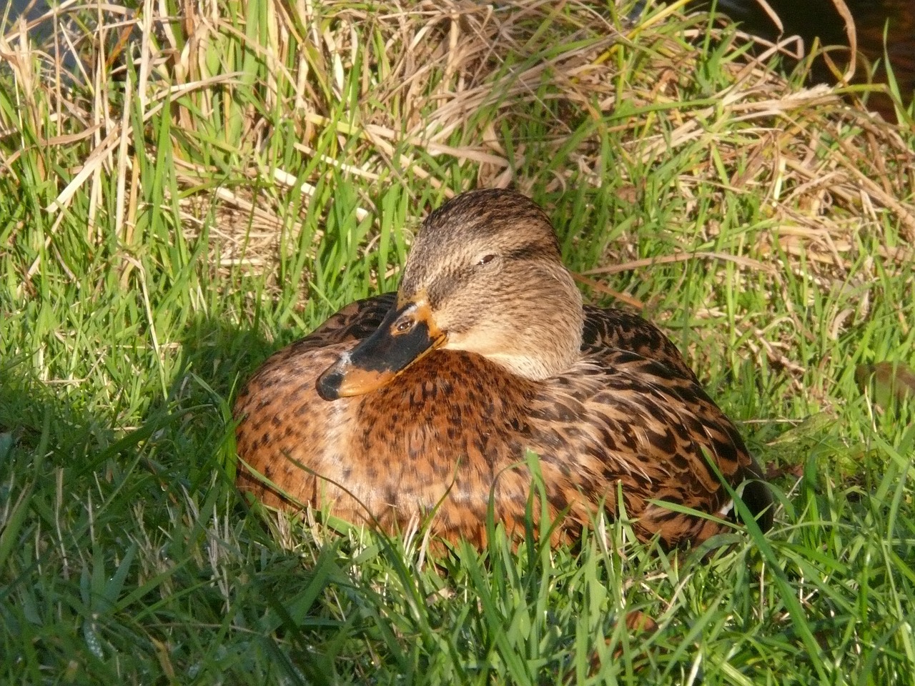 duck female bird free photo