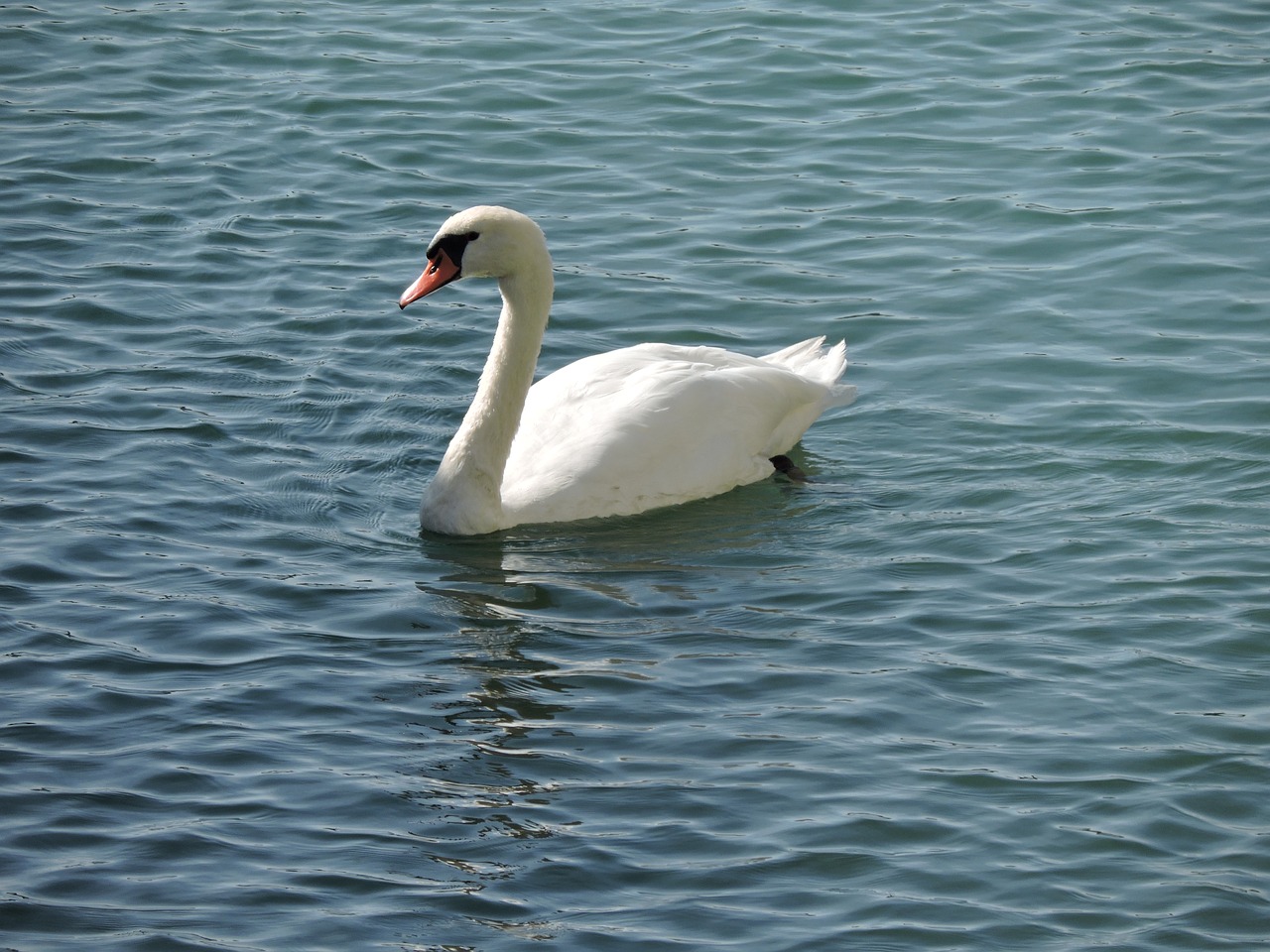 duck animals lake free photo