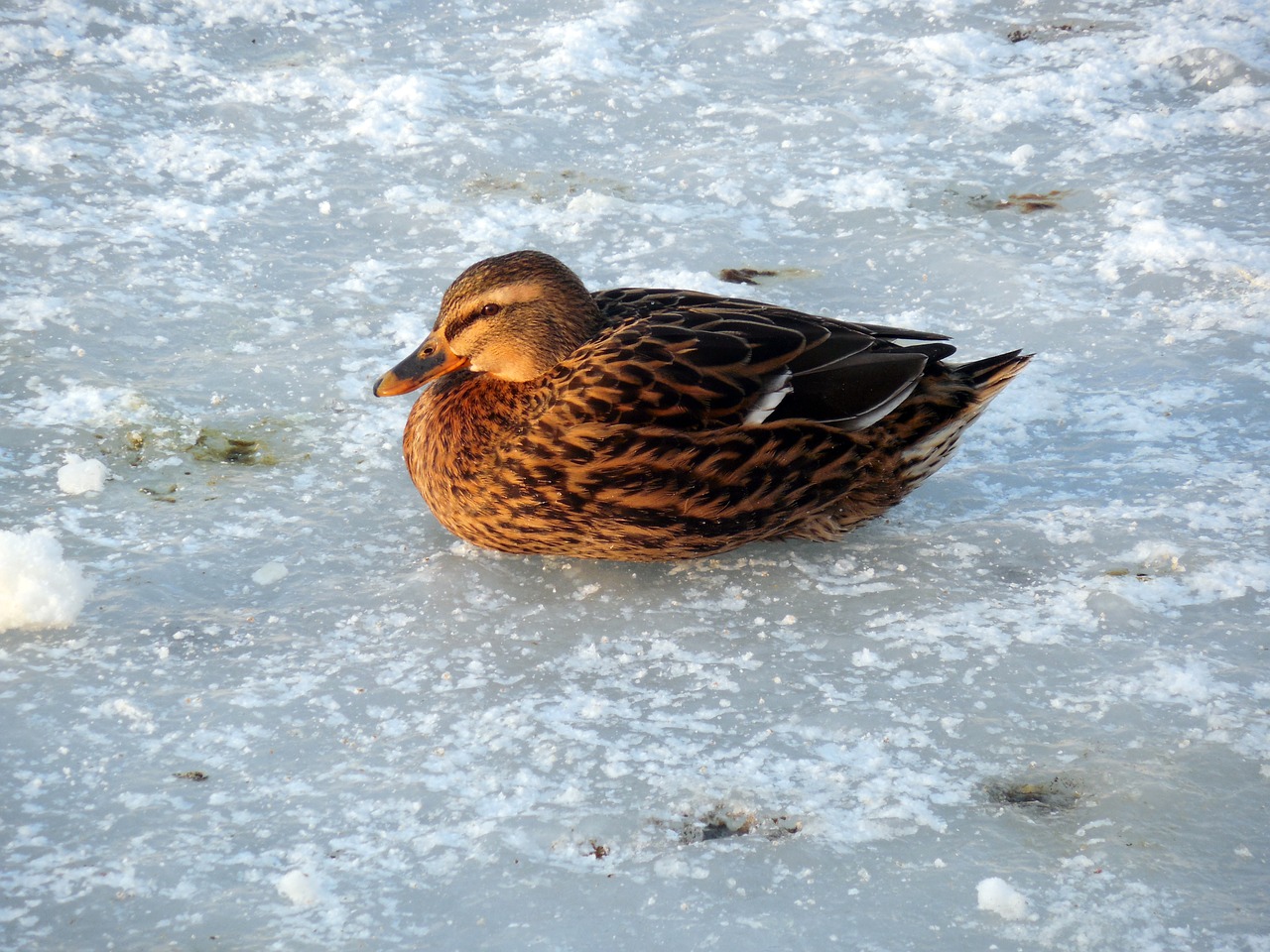 duck ice winter free photo